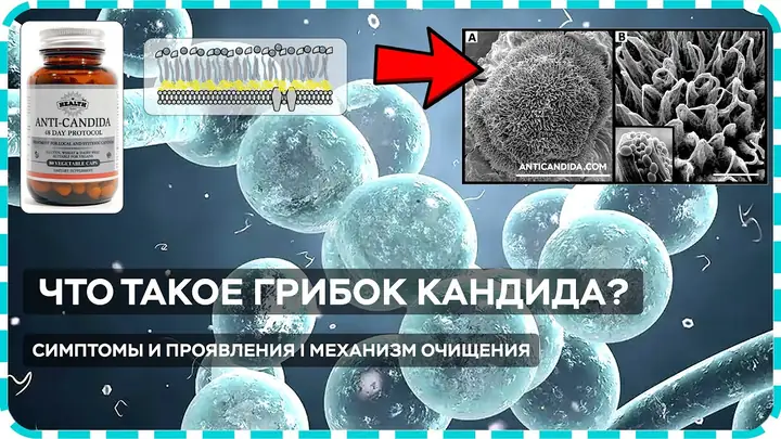 Что такое Кандида